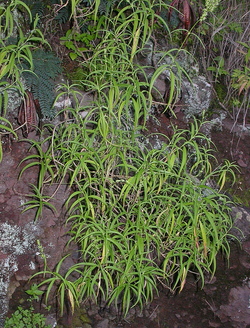 Waianae Range Schiedea photo 3