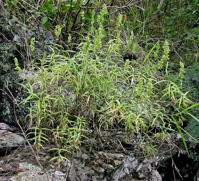 Waianae Range Schiedea photo 6