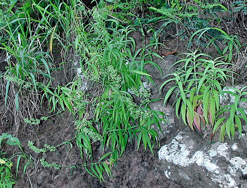 Waianae Range Schiedea photo 7