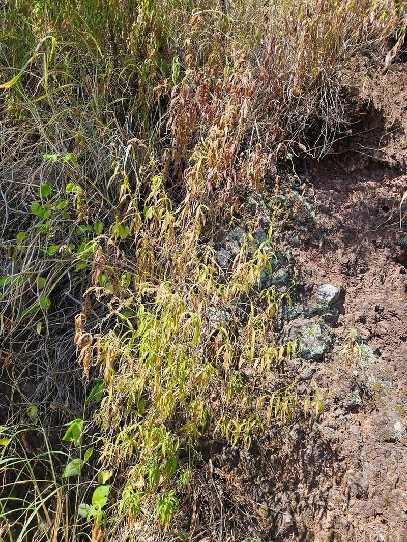 Waianae Range Schiedea photo 8