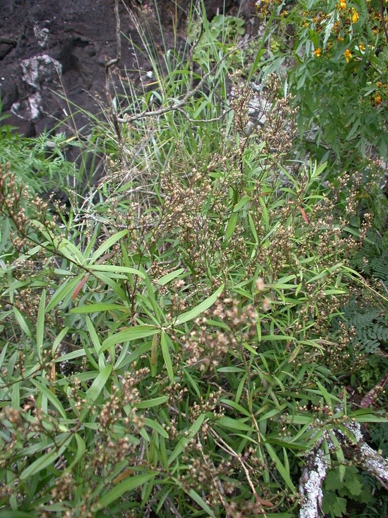 Privetleaf Schiedea