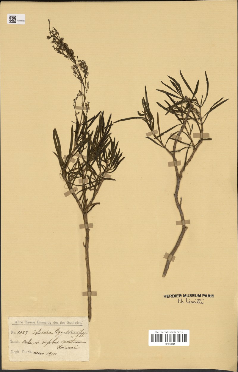 Privetleaf Schiedea photo 3