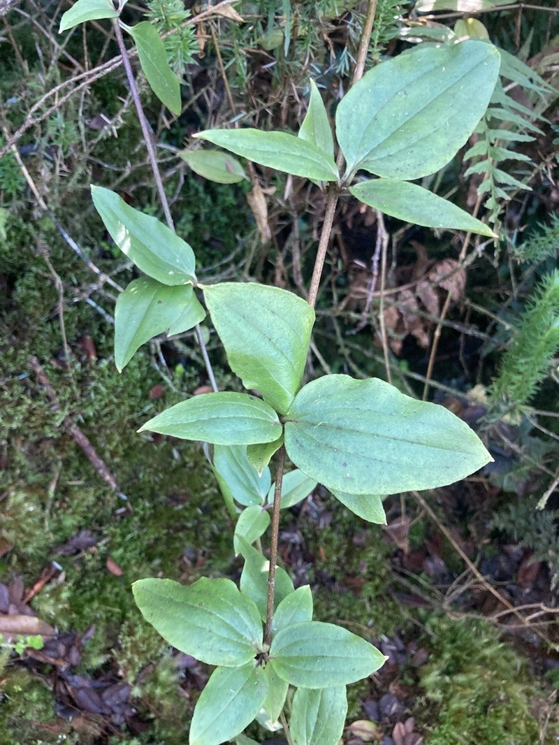 Kuawawaenohu photo 2