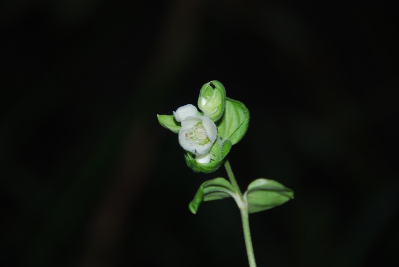 Kuawawaenohu photo 3
