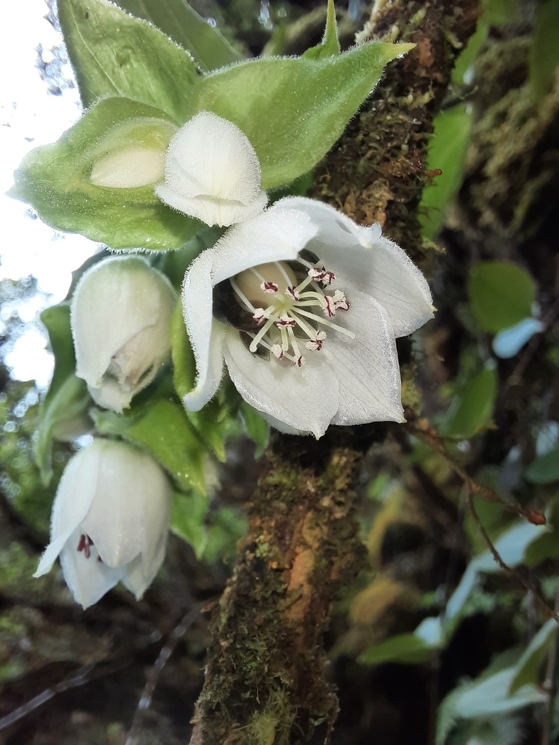 Kuawawaenohu photo 6