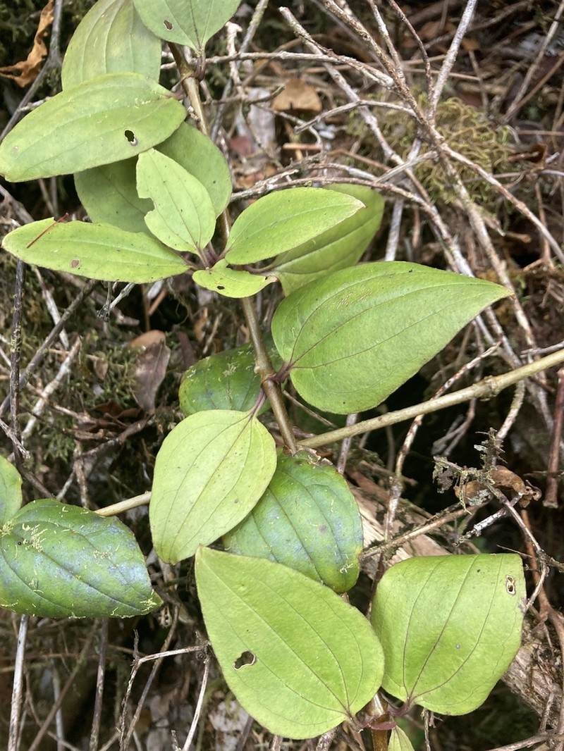 Kuawawaenohu photo 8