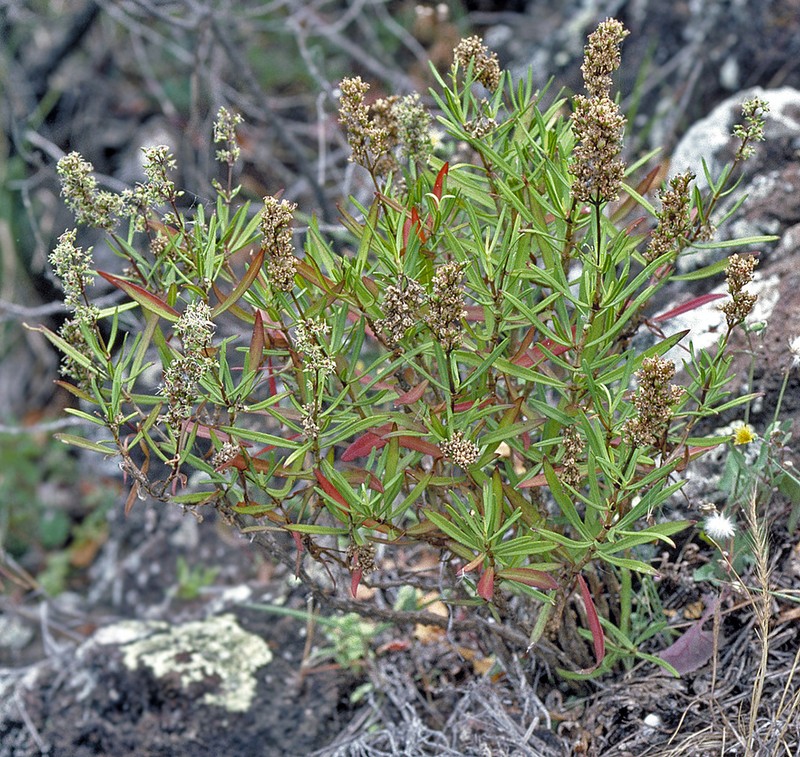 Ridgetop Schiedea