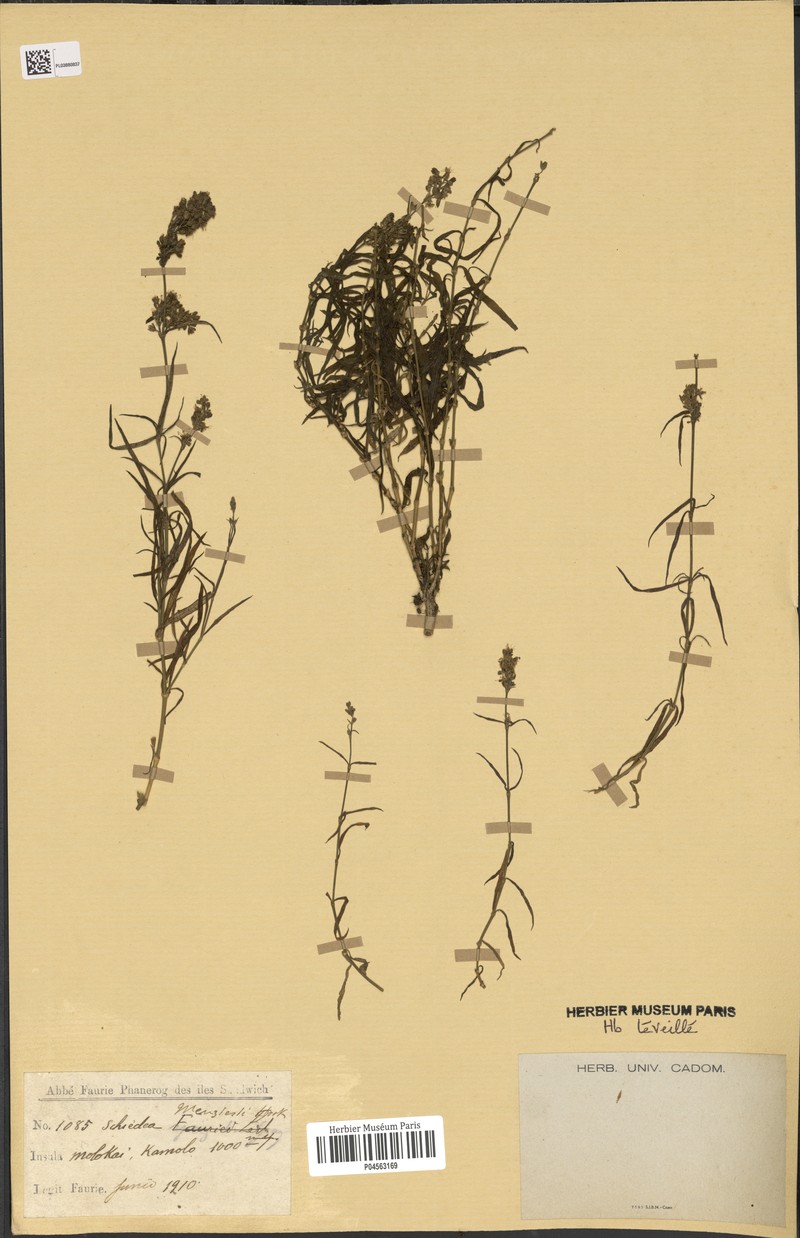 Menzies' Schiedea photo 8