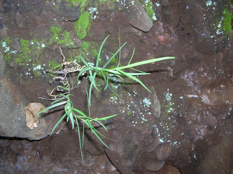 Menzies' Schiedea photo 2