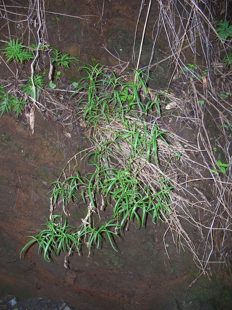 Menzies' Schiedea photo 3
