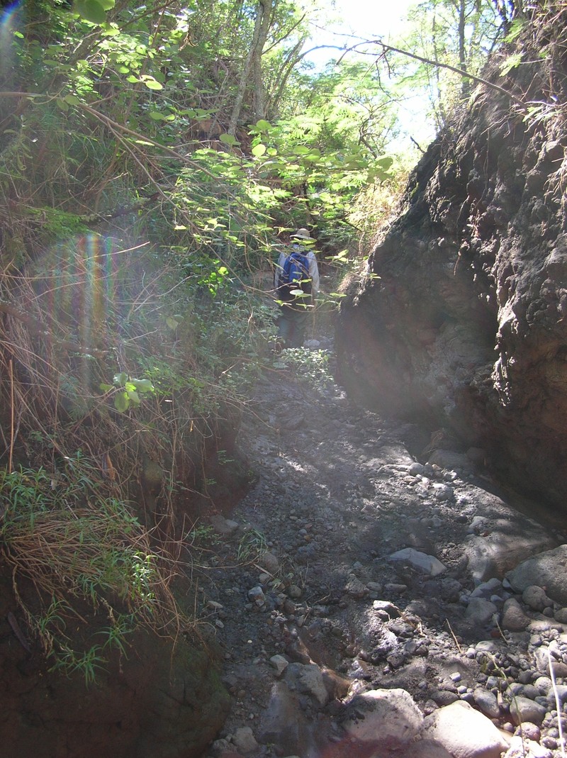 Menzies' Schiedea photo 4