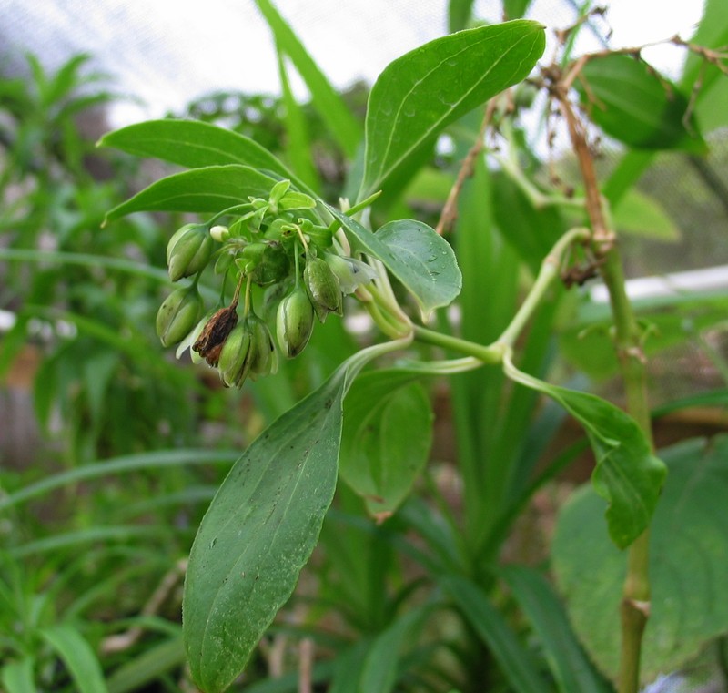 Waianae Range Alsinidendron