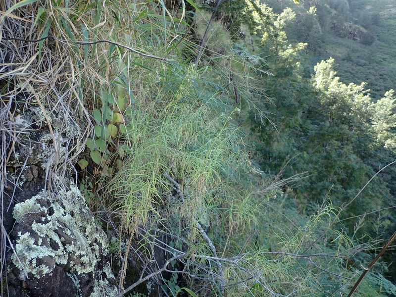 Canyon Schiedea