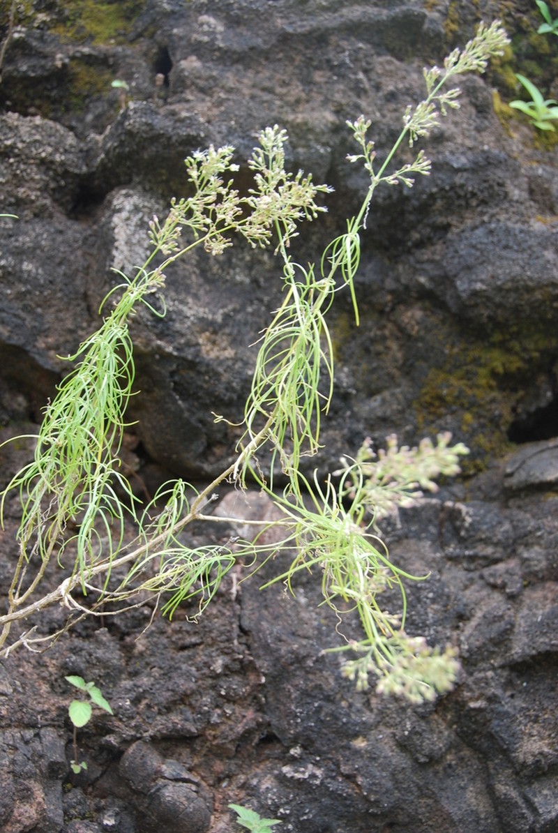 Canyon Schiedea photo 2