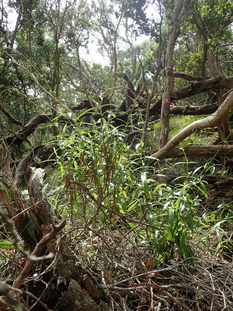 Lau Lihilihi photo 2