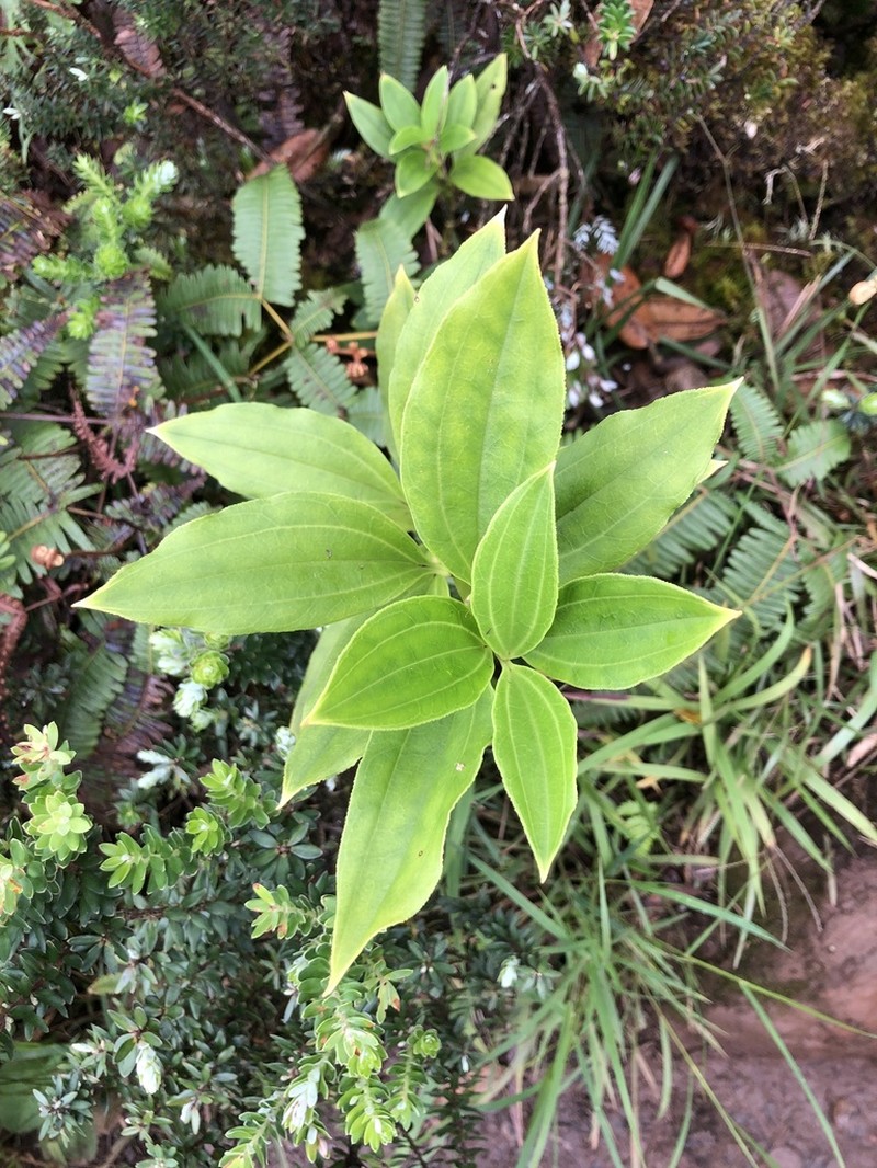 Mountain Alsinidendron photo 3