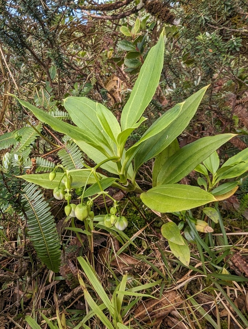 Mountain Alsinidendron photo 4