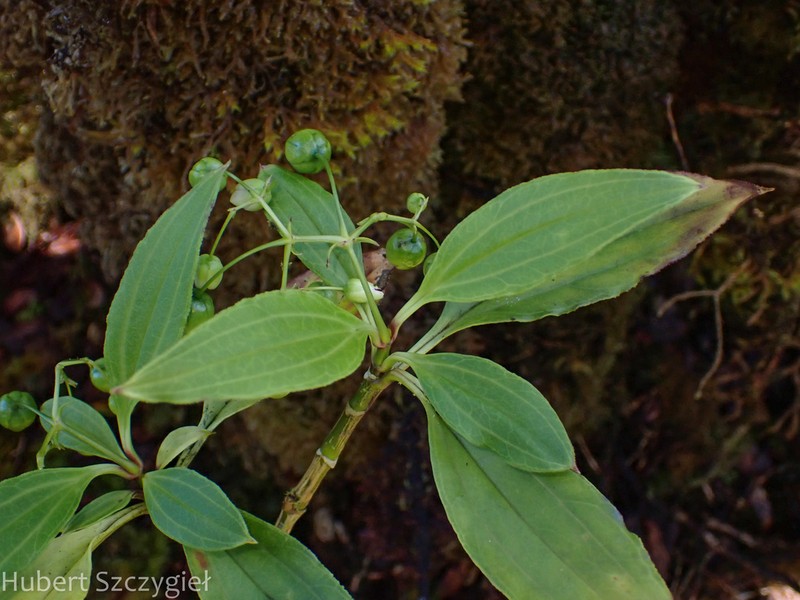 Mountain Alsinidendron photo 5