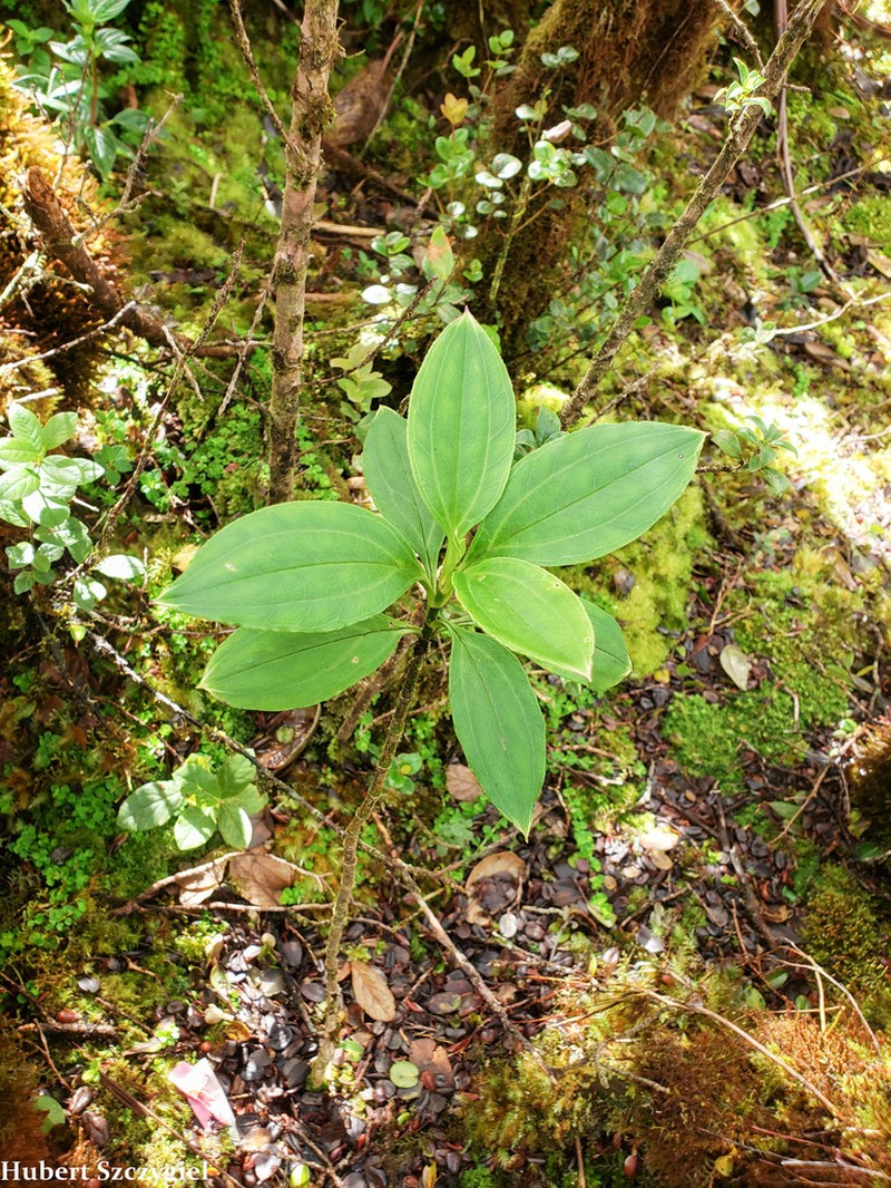 Mountain Alsinidendron photo 6