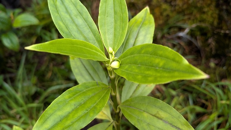 Mountain Alsinidendron photo 8