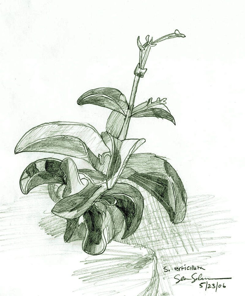 Devils Slide Schiedea