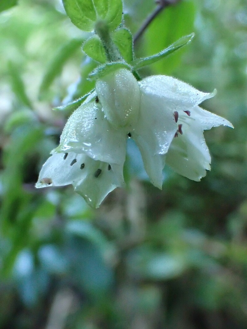 Climbing Alsinidendron