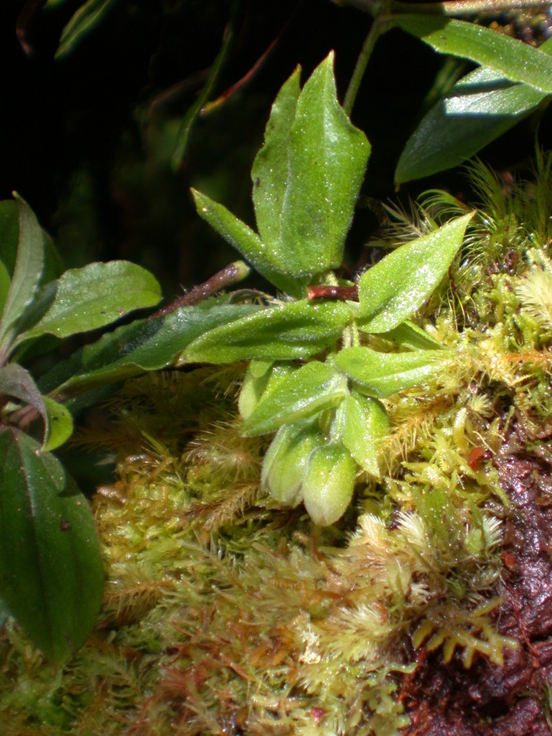 Climbing Alsinidendron photo 2