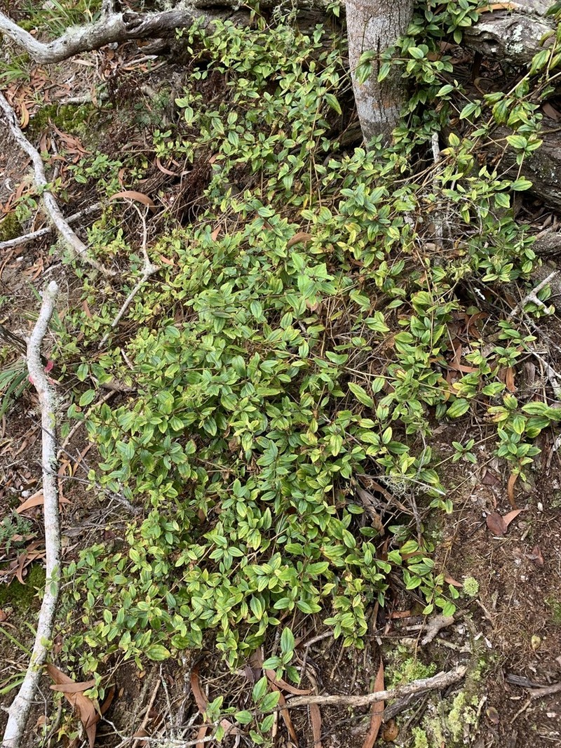 Climbing Alsinidendron photo 3