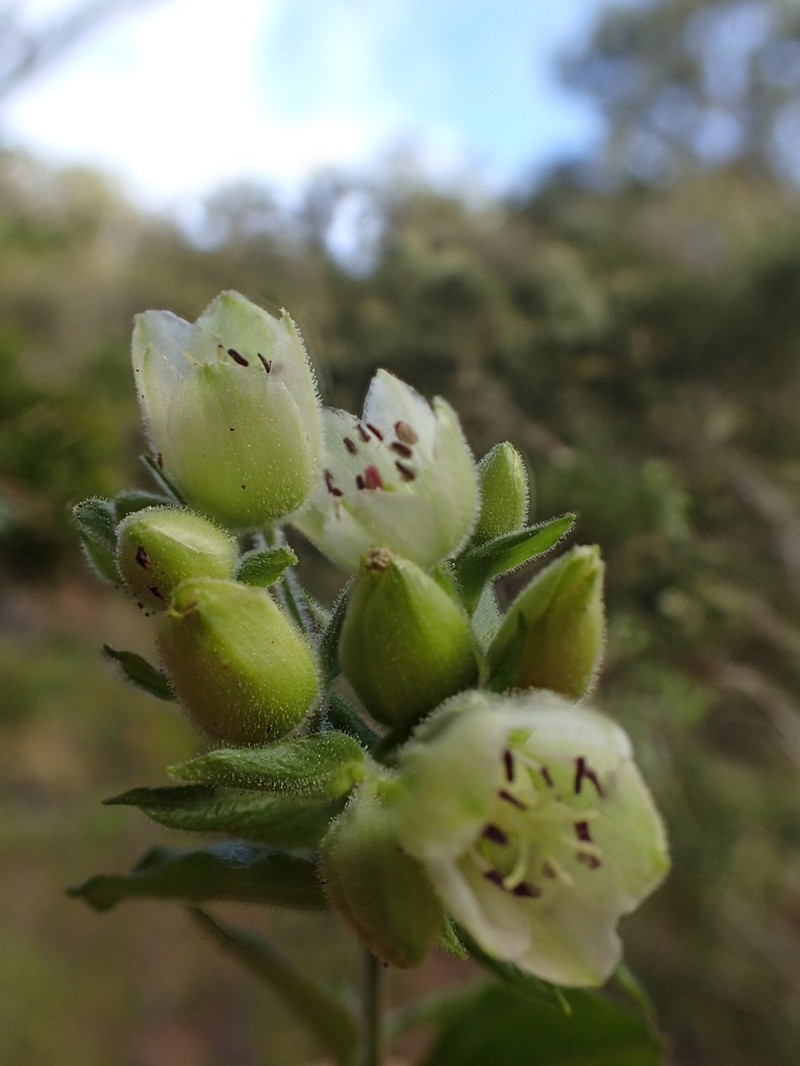 Climbing Alsinidendron photo 4