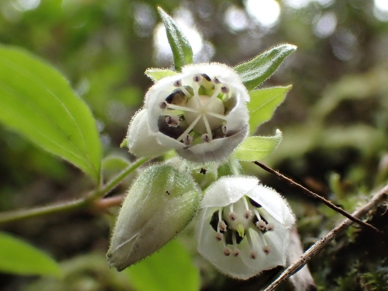 Climbing Alsinidendron photo 5
