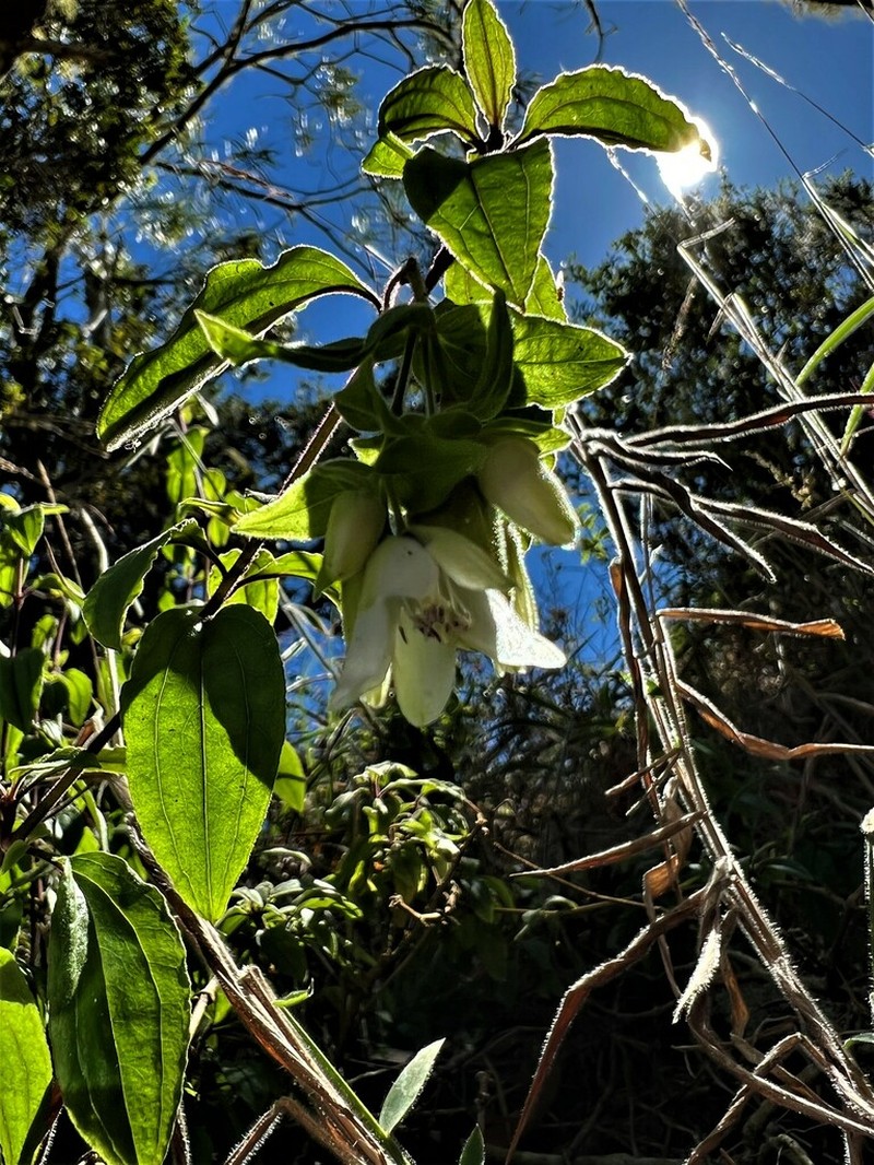 Climbing Alsinidendron photo 6