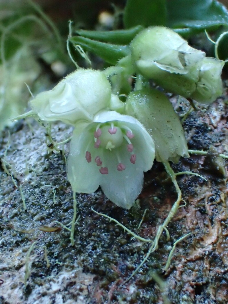 Climbing Alsinidendron photo 7