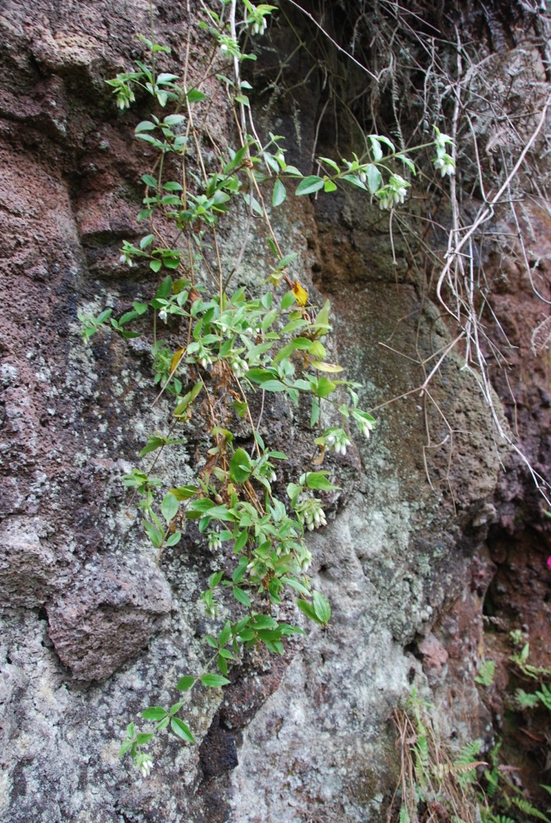 Climbing Alsinidendron photo 8
