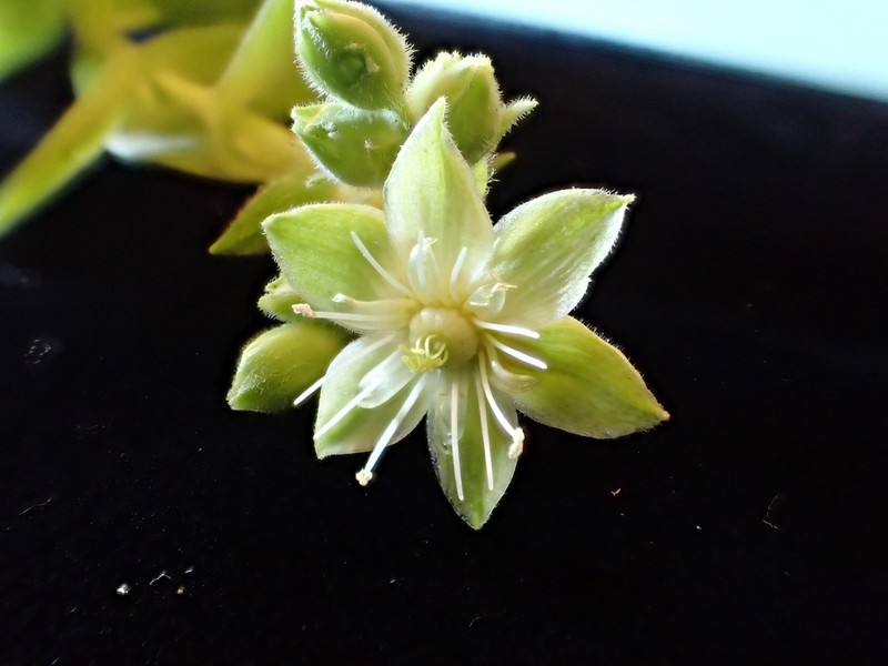Schiedea waiahuluensis