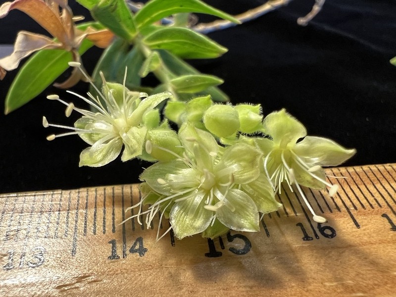 Schiedea waiahuluensis photo 2