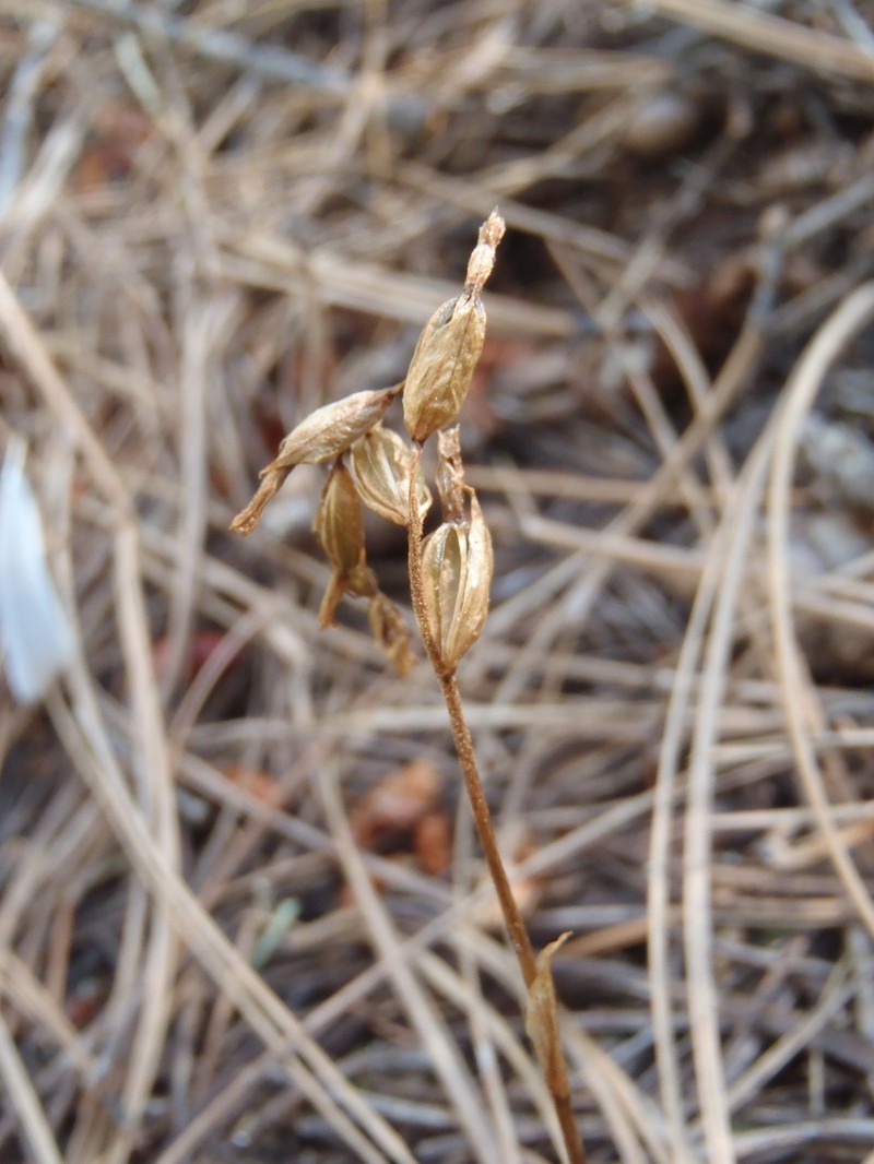 Parasitic Lady's Tresses photo 2