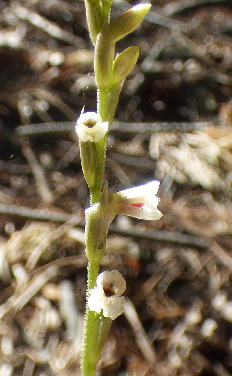 Parasitic Lady's Tresses photo 3