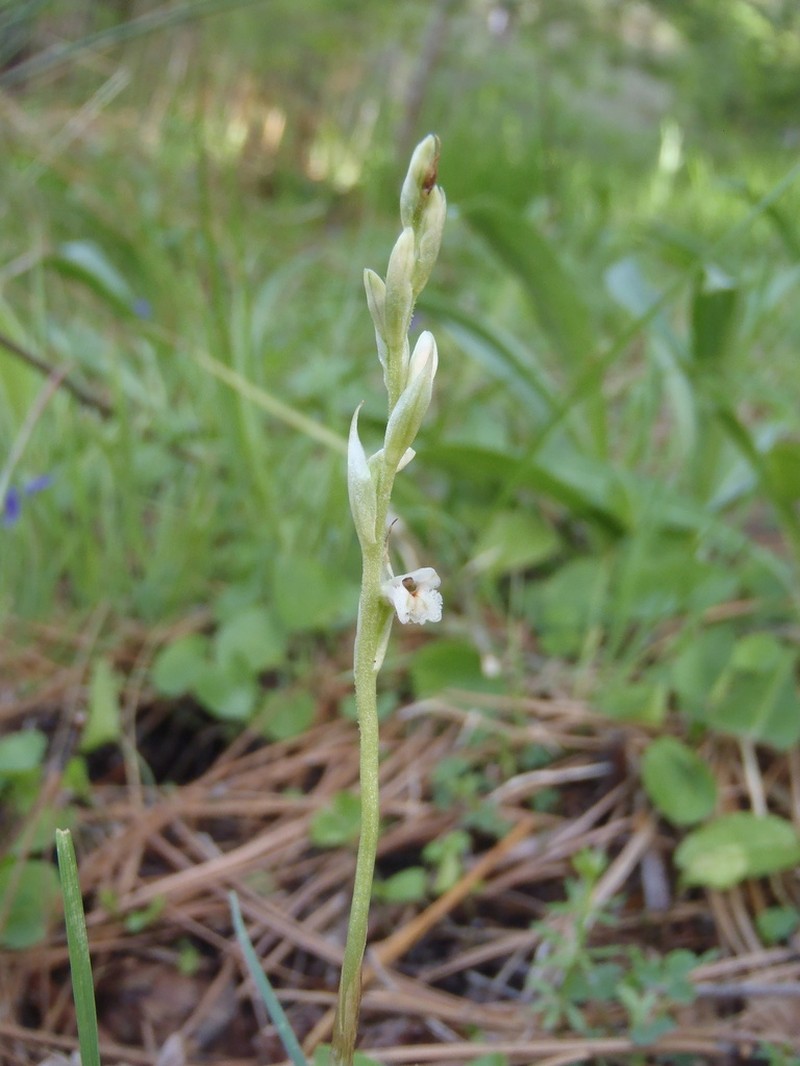 Parasitic Lady's Tresses photo 4