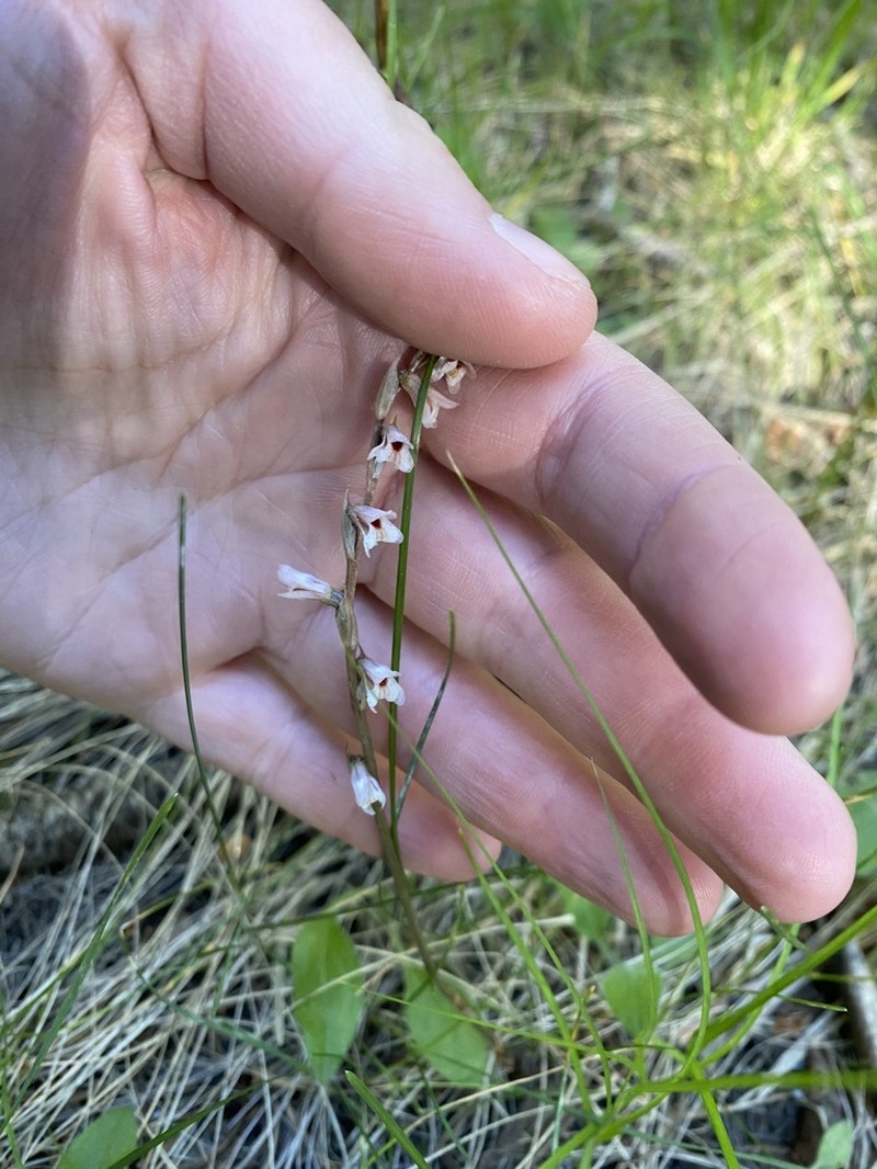 Parasitic Lady's Tresses photo 5