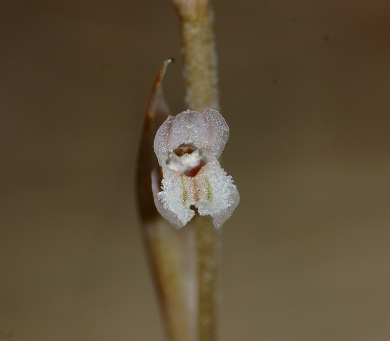 Parasitic Lady's Tresses photo 6