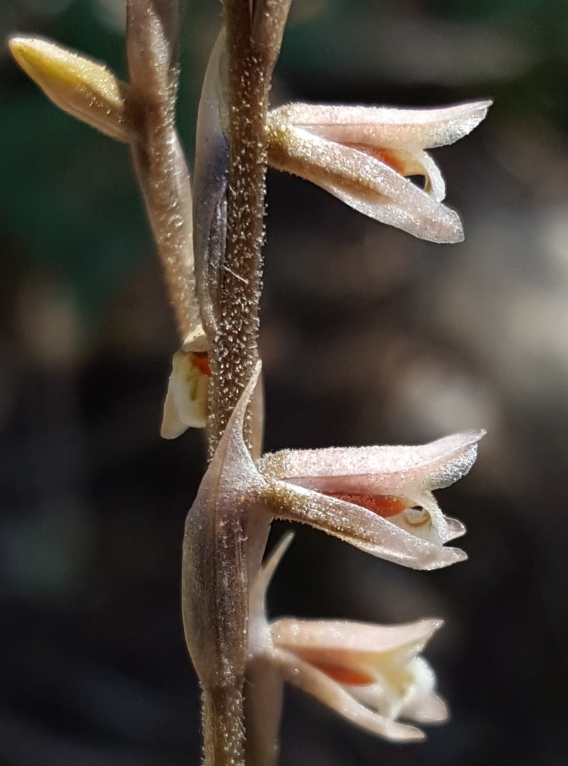 Parasitic Lady's Tresses