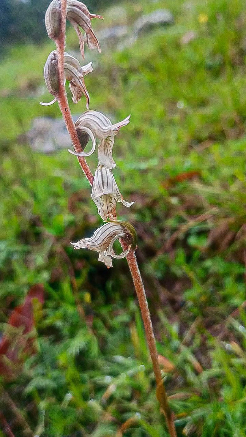 Schiedeella saltensis