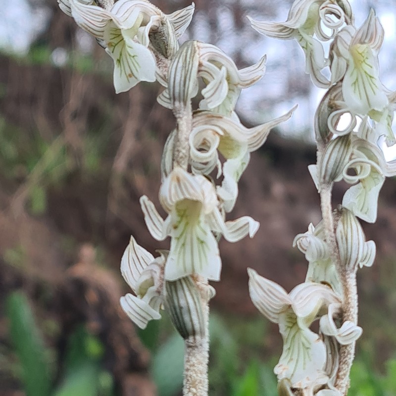 Schiedeella saltensis photo 2