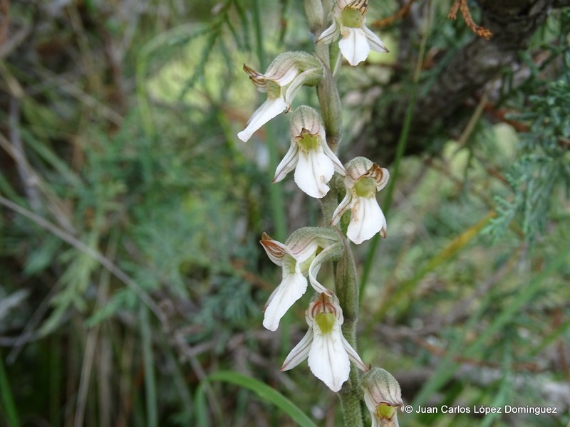 Schiedeella saltensis photo 3