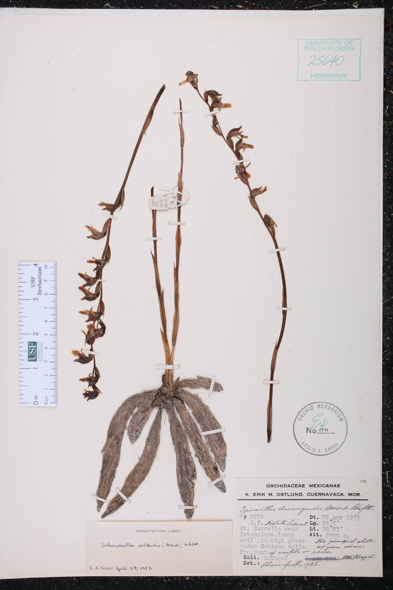 Schiedeella saltensis photo 4