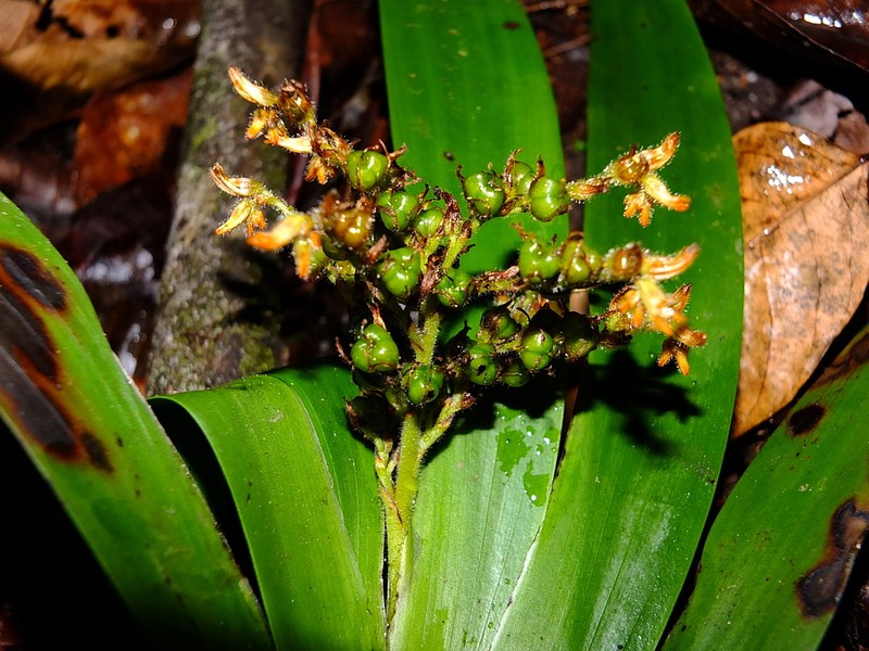 Schiekia silvestris