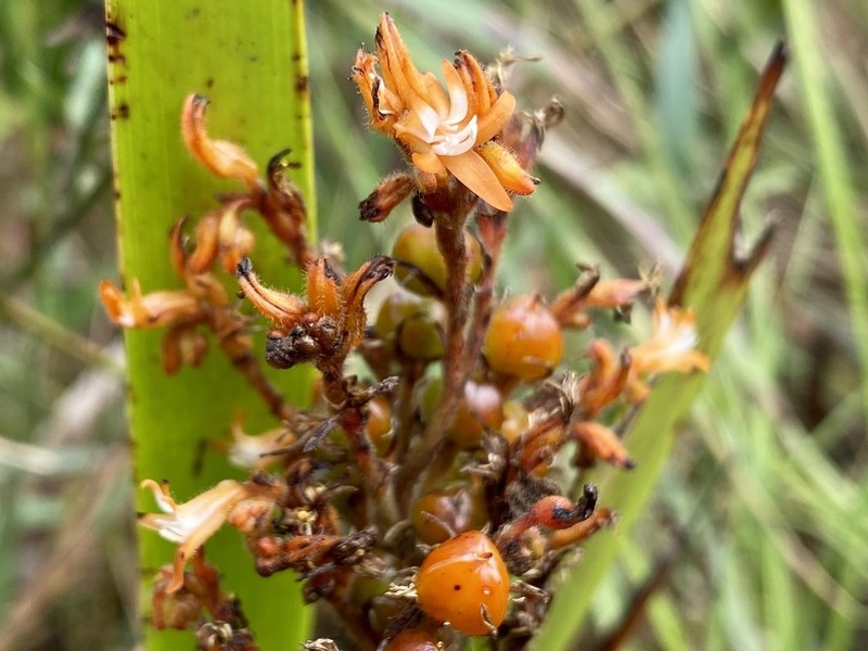 Schiekia silvestris photo 2