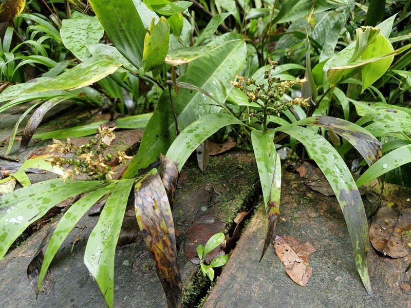 Schiekia silvestris photo 3