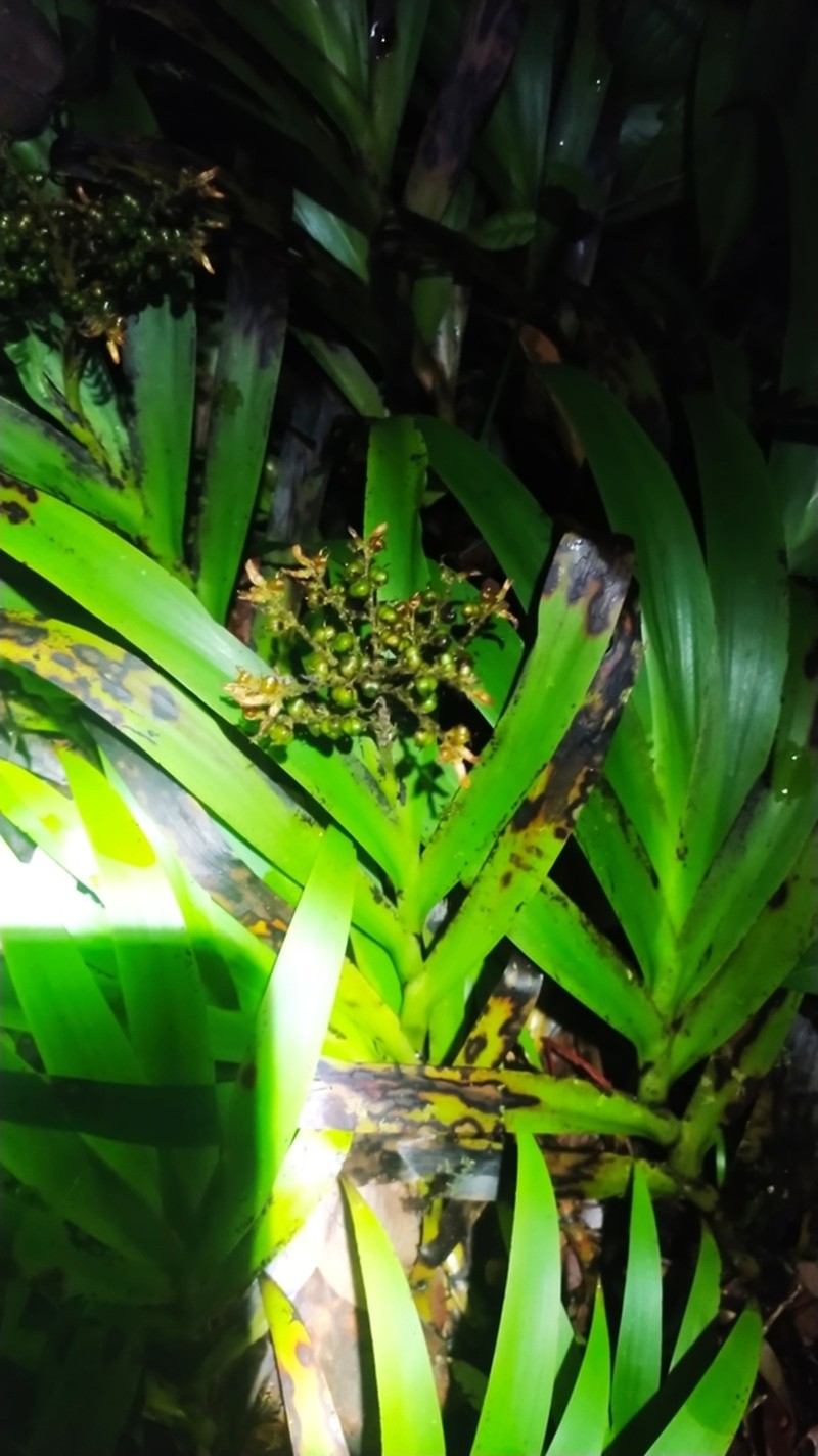 Schiekia silvestris photo 4