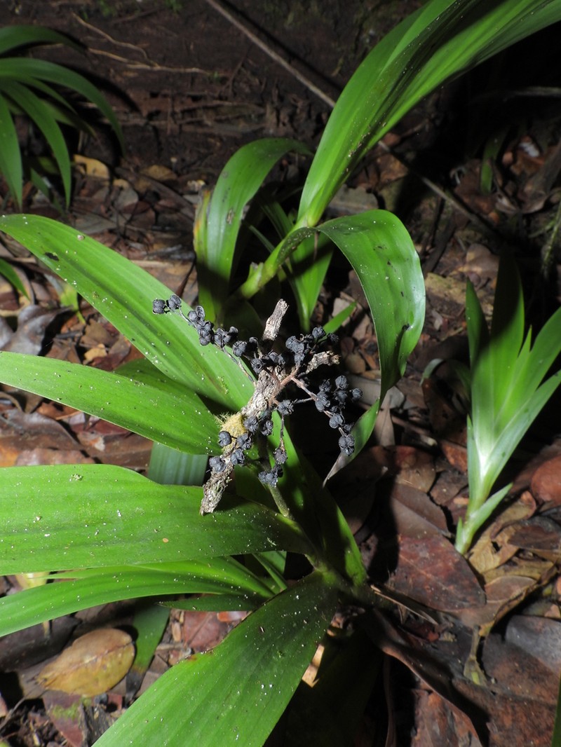Schiekia silvestris photo 5